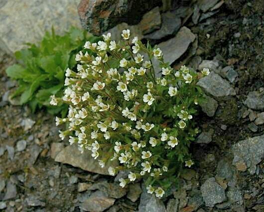 Saxifraga adscendens / Sassifraga ascendente
